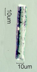 Phytolith