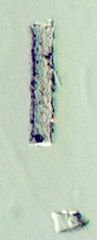 Phytolith