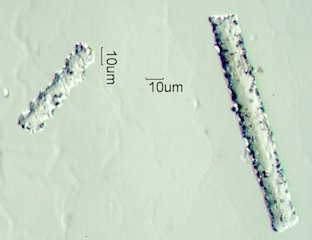 Phytolith