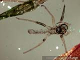 Insect Parts
