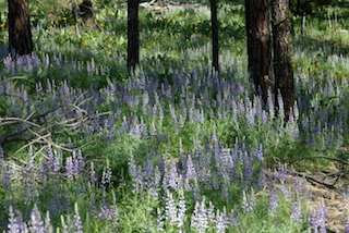 Lupine (Lupinus sp.)