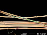 TENCEL Lyocell Fiber