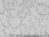TENCEL Lyocell Fiber Cross-Section