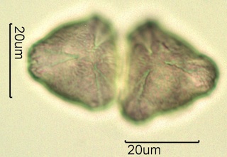 Cherry Pollen