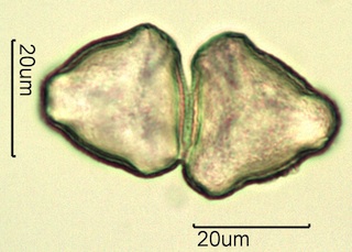 Cherry Pollen