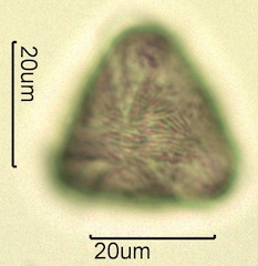 Cherry (Prunus sp.) Pollen