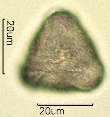 Cherry Pollen