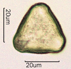 Cherry Pollen
