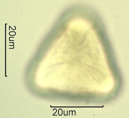 Cherry Pollen
