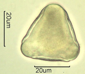 Cherry Pollen