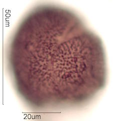 Pollen found in Macadamia Honey