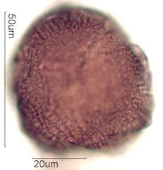 Pollen found in Macadamia Honey