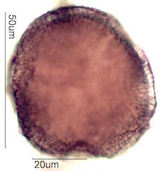 Pollen found in Macadamia Honey