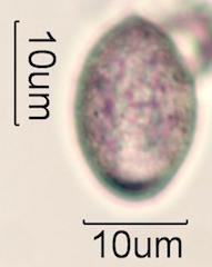 Pollen found in Macadamia Honey