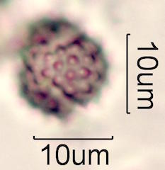 Pollen found in Macadamia Honey
