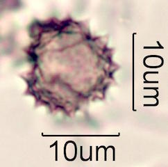 Pollen found in Macadamia Honey