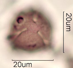 Pollen found in Macadamia Honey