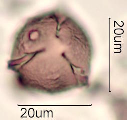 Pollen found in Macadamia Honey