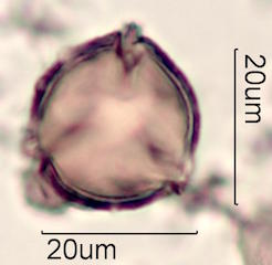 Pollen found in Macadamia Honey