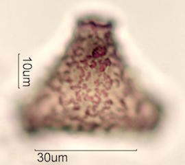 Grevillea Pollen