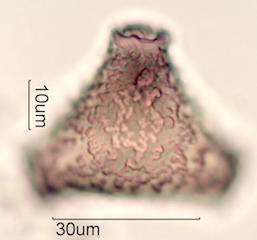 Grevillea Pollen