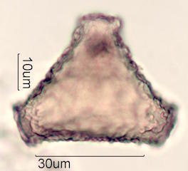 Grevillea Pollen