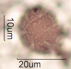 Pollen found in Macadamia Honey