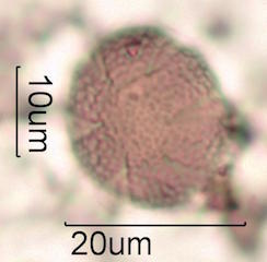 Pollen found in Macadamia Honey
