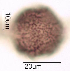Pollen found in Macadamia Honey
