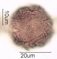Pollen found in Macadamia Honey