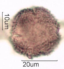 Pollen found in Macadamia Honey