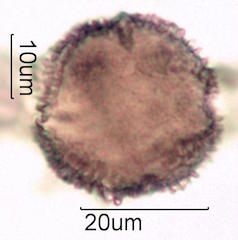 Pollen found in Macadamia Honey