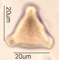 Pollen found in Macadamia Honey