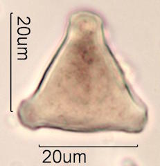Pollen found in Macadamia Honey