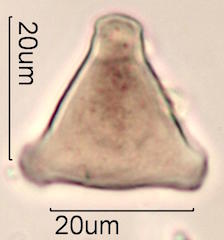 Pollen found in Macadamia Honey