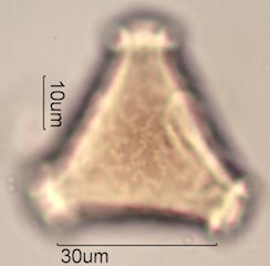 Grevillea Pollen