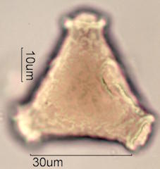 Grevillea Pollen