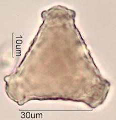 Grevillea Pollen