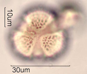 Pollen found in Macadamia Honey