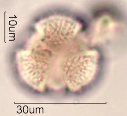 Pollen found in Macadamia Honey