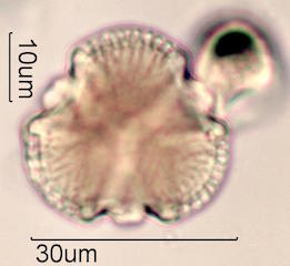 Pollen found in Macadamia Honey