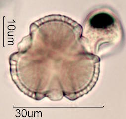 Pollen found in Macadamia Honey