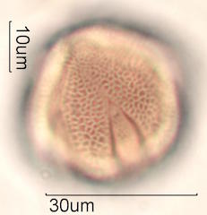 Pollen found in Macadamia Honey