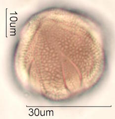 Pollen found in Macadamia Honey