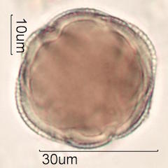 Pollen found in Macadamia Honey