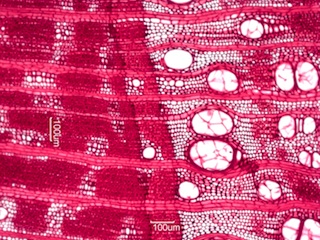 Maclura pomifera, Cross-Section