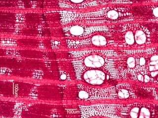 Maclura pomifera, Cross-Section