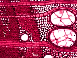 Maclura pomifera, Cross-Section