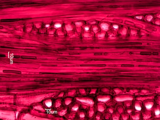 Maclura pomifera, Tangential-Section