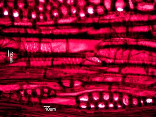 Maclura pomifera, Tangential-Section